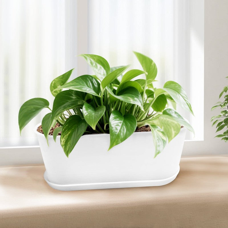 5-Pack Window Herb Planter Boxes w/ Drainage & Trays – Indoor Garden Pots2