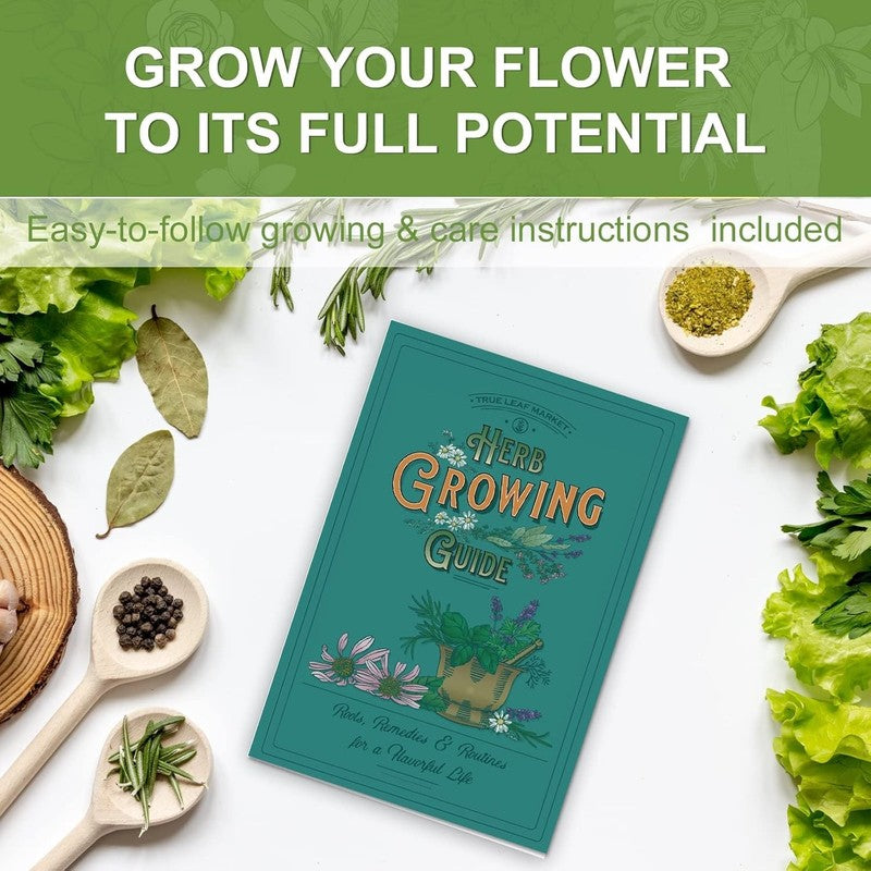 5 Herb Seeds Garden Starter Kit with Complete Planting Kit & Wooden Flower Box, 4
