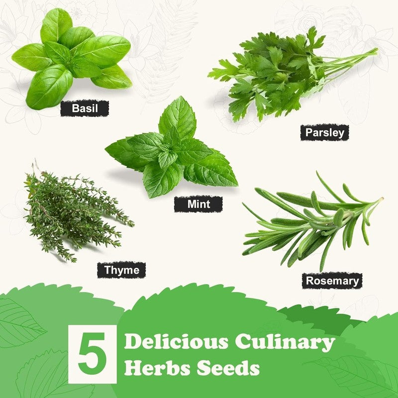 5 Herb Seeds Garden Starter Kit with Complete Planting Kit & Wooden Flower Box, 6