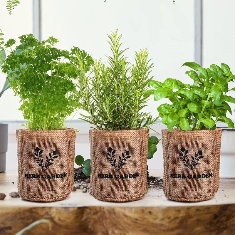 5 Herb Seeds Garden Starter Kit with Complete Planting Kit & Wooden Flower Box, 5