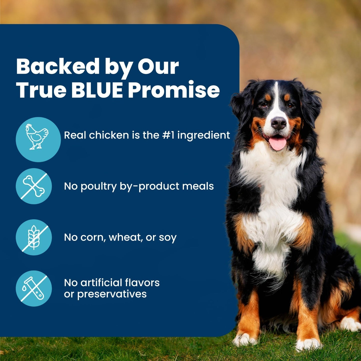 Premium Chicken Adult Dry Dog Food, 34 lb   Life Protection Formula, Healthy Nut5