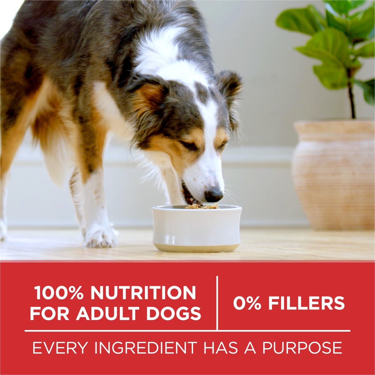 High Protein Lamb & Rice Dry Dog Food, 31.1 lb Bag, Healthy Nutrition for Dogs9