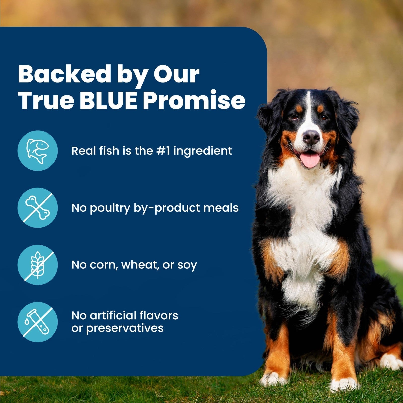 Premium Fish Recipe Adult Dry Dog Food, 30 lb   Life Protection Formula, Healthy6