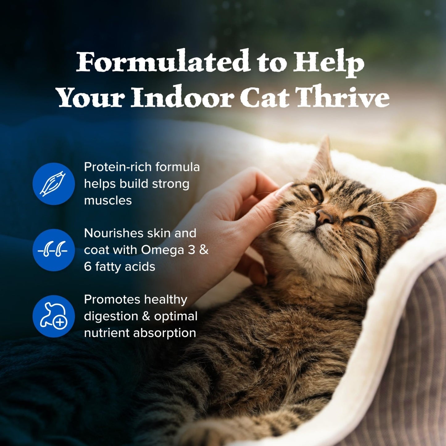 Grain Free Indoor Dry Cat Food with Chicken, 5 lb   High Protein, Natural Nutrit3