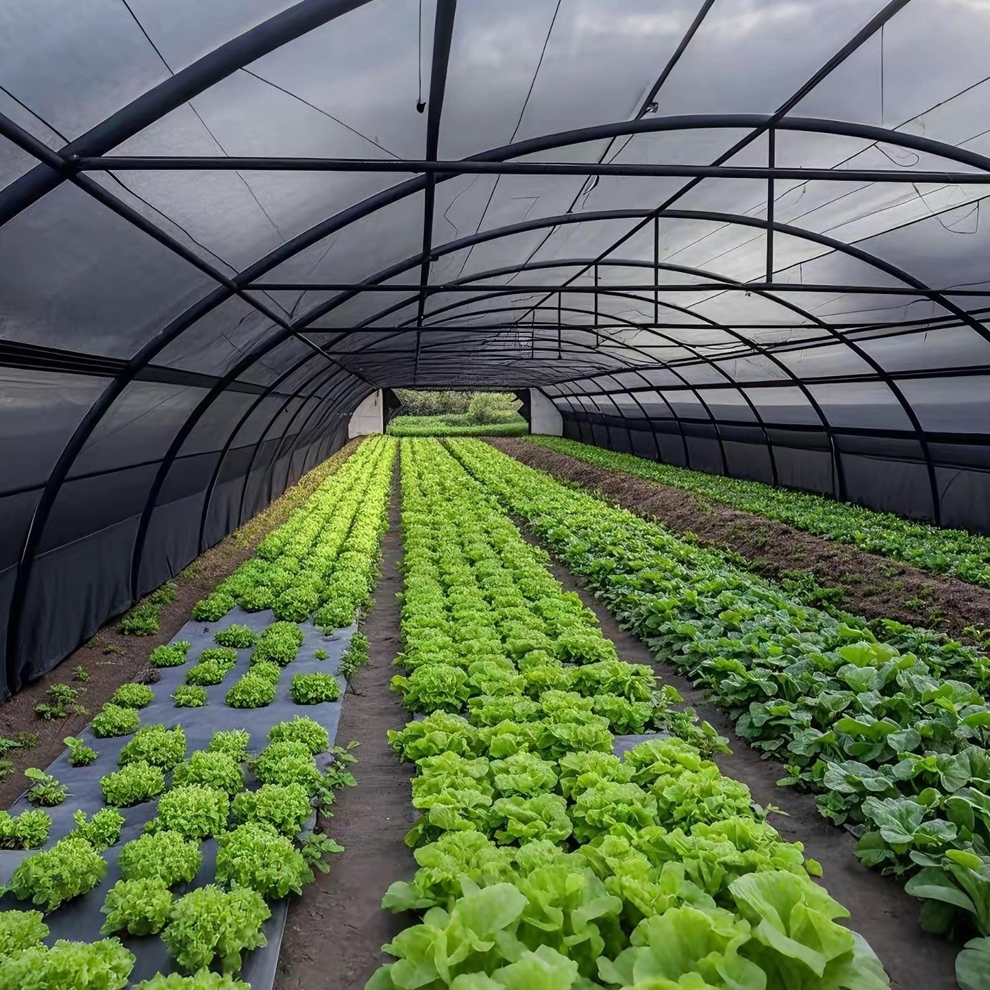 70% Black Shade Cloth 30x50 FT - Garden Mesh Tarp for Greenhouse, Patio, Plants6