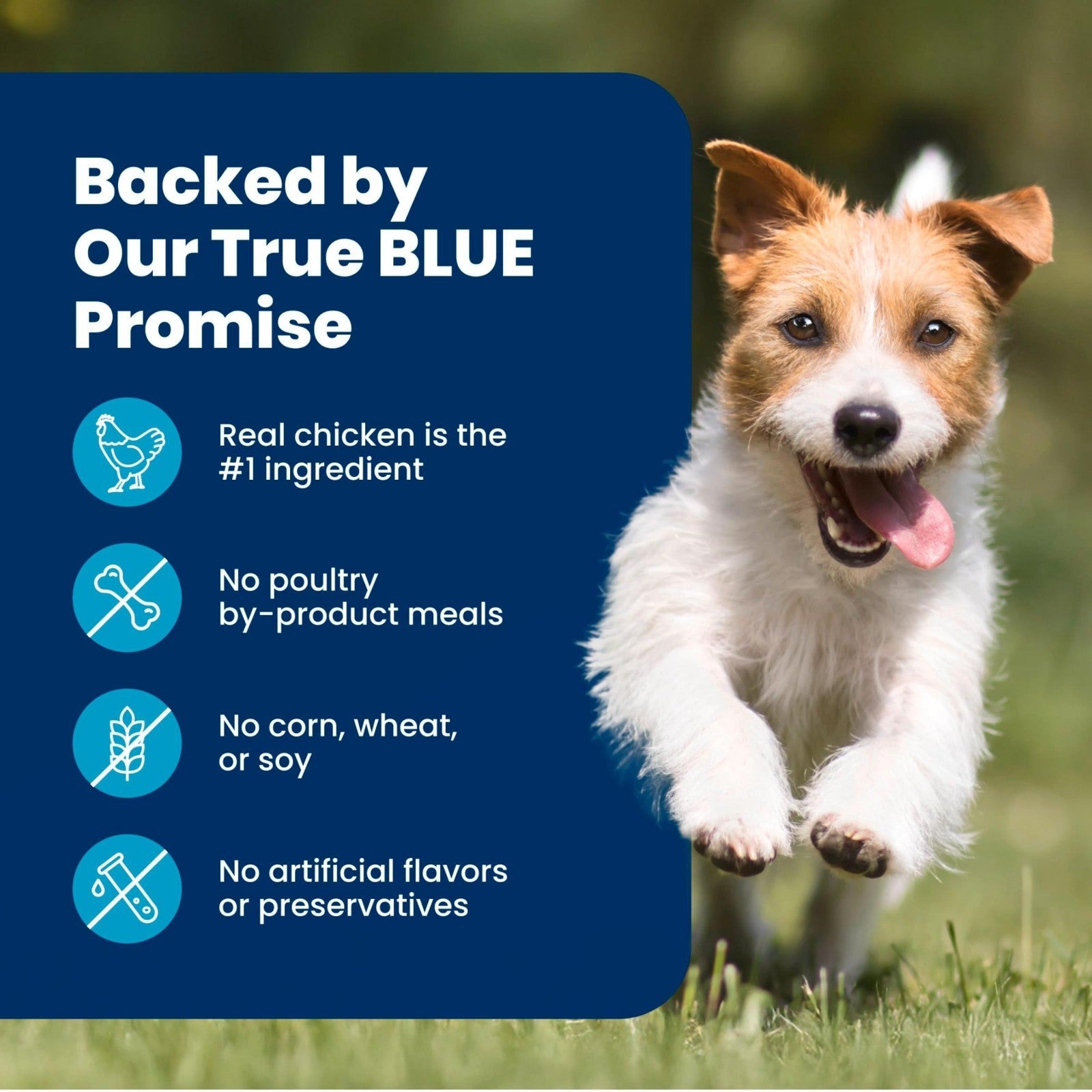 Healthy Weight Small Dog Food   Blue Buffalo Life Protection, 15 lb, Grain Free,8