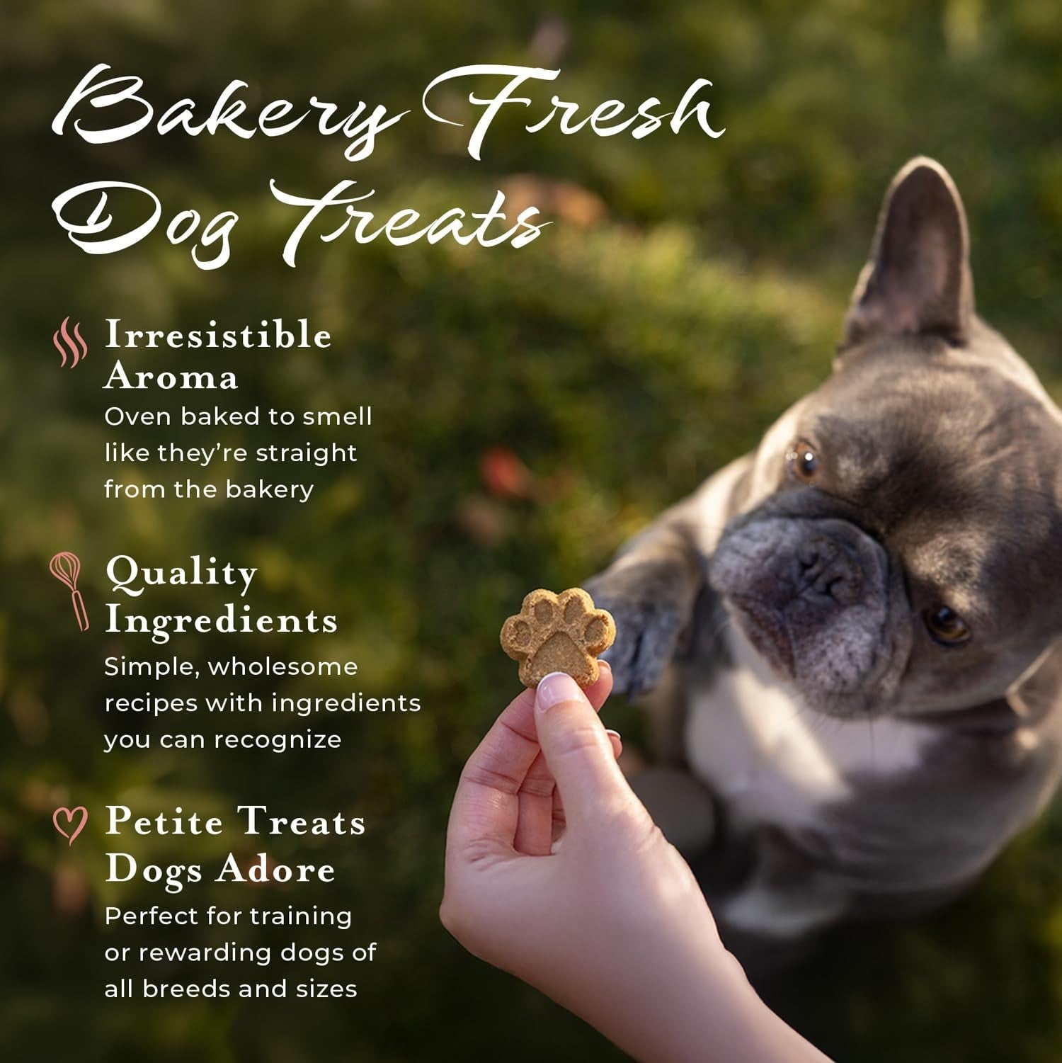 Healthy Salmon & Sweet Potato Dog Treats 8oz | Crunchy Biscuits for All Dogs, Lo3