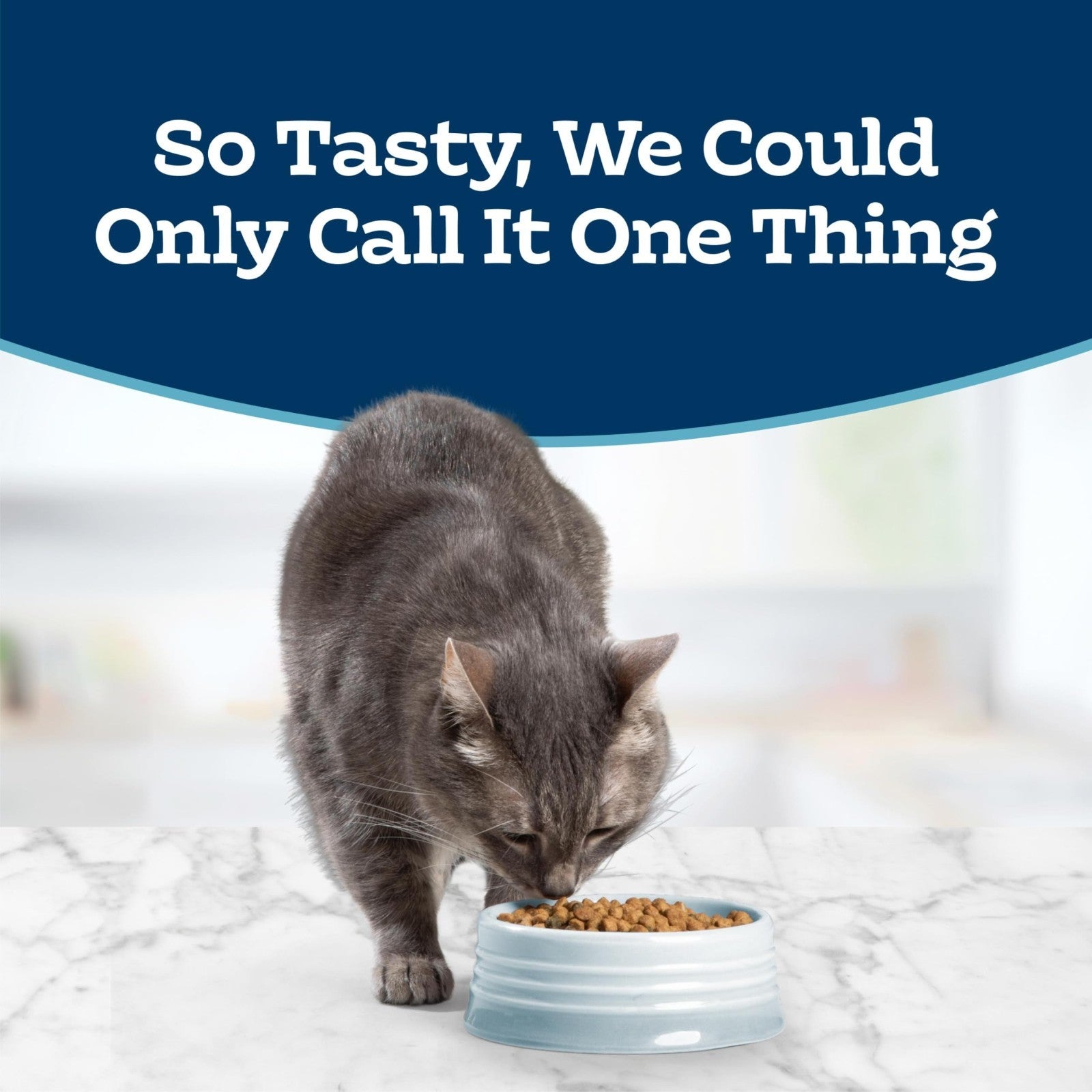 Sensitive Stomach Dry Cat Food   Chicken Flavor, 7 lb   Adult Formula for Cats2