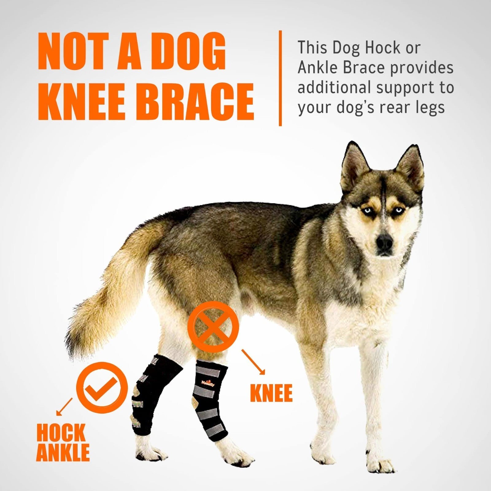Rear Leg Hock Brace for Large Dogs - Support for Torn ACL & CCL, 1 Pair5