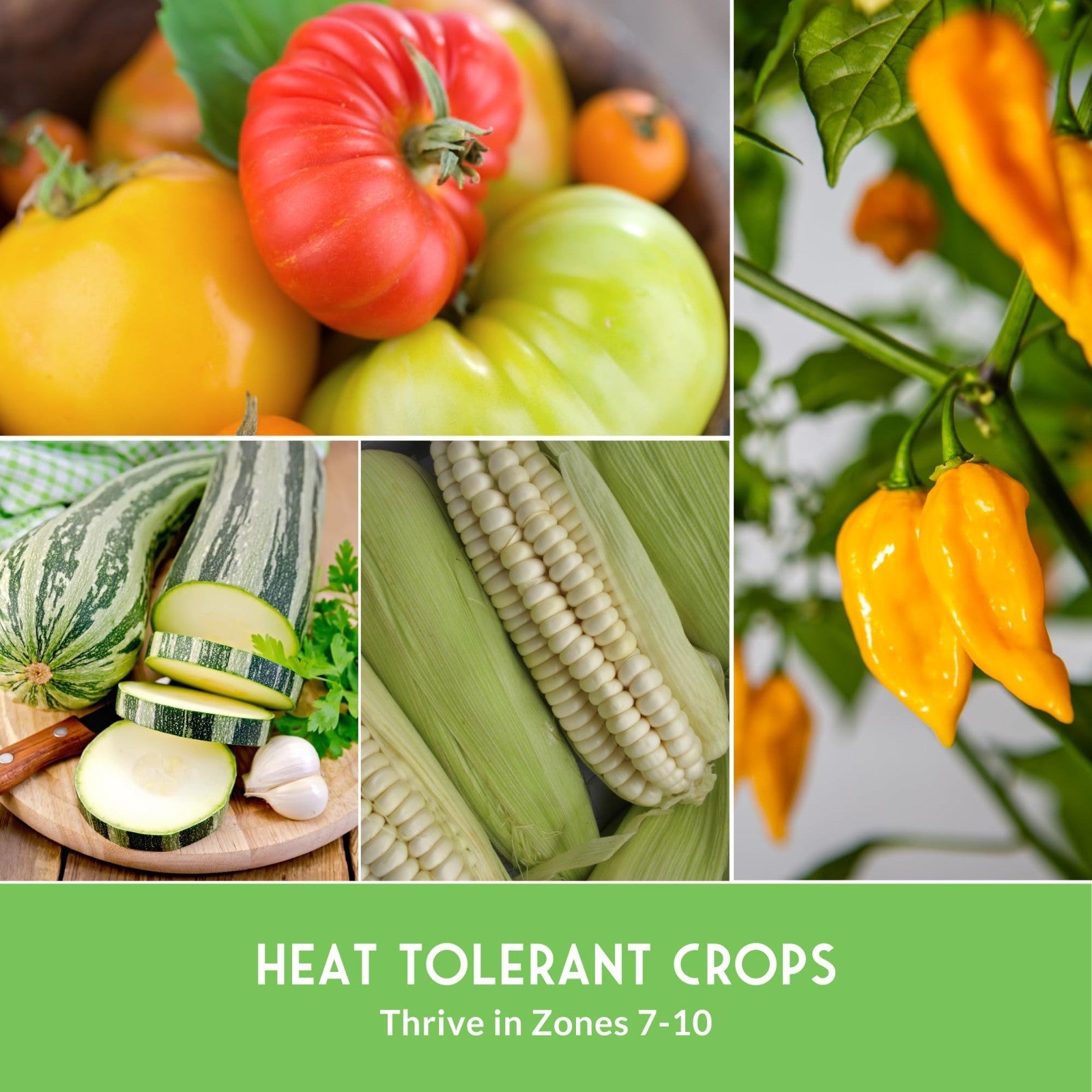 Heirloom Southern Vegetable Seeds Collection - 15 Heat-Loving Varieties for Gard5