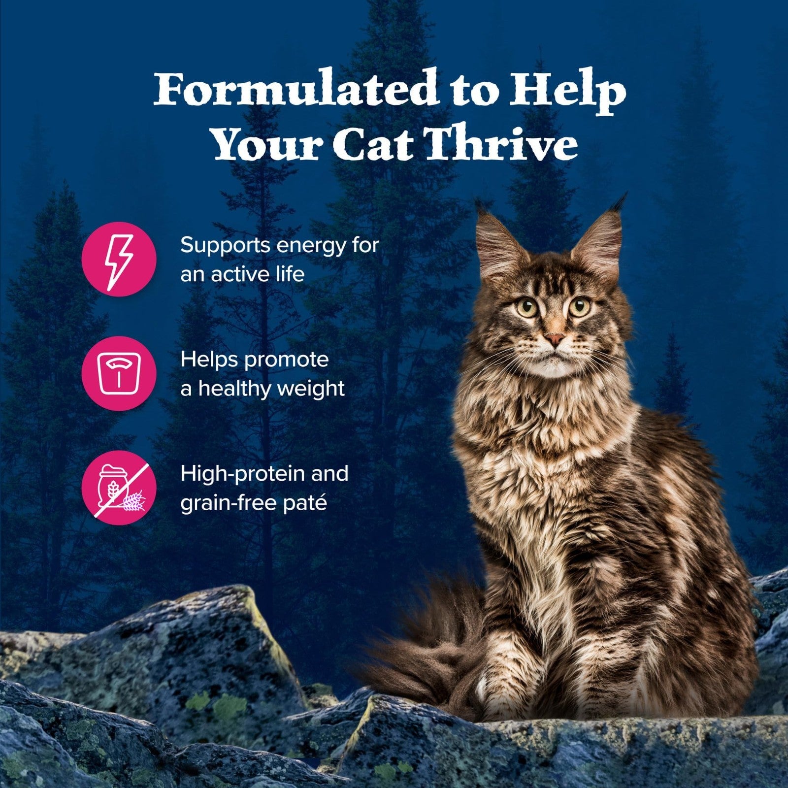 High Protein Salmon Paté Wet Cat Food, Grain Free, 5.5 oz, 24 Cans, Adult Cats3
