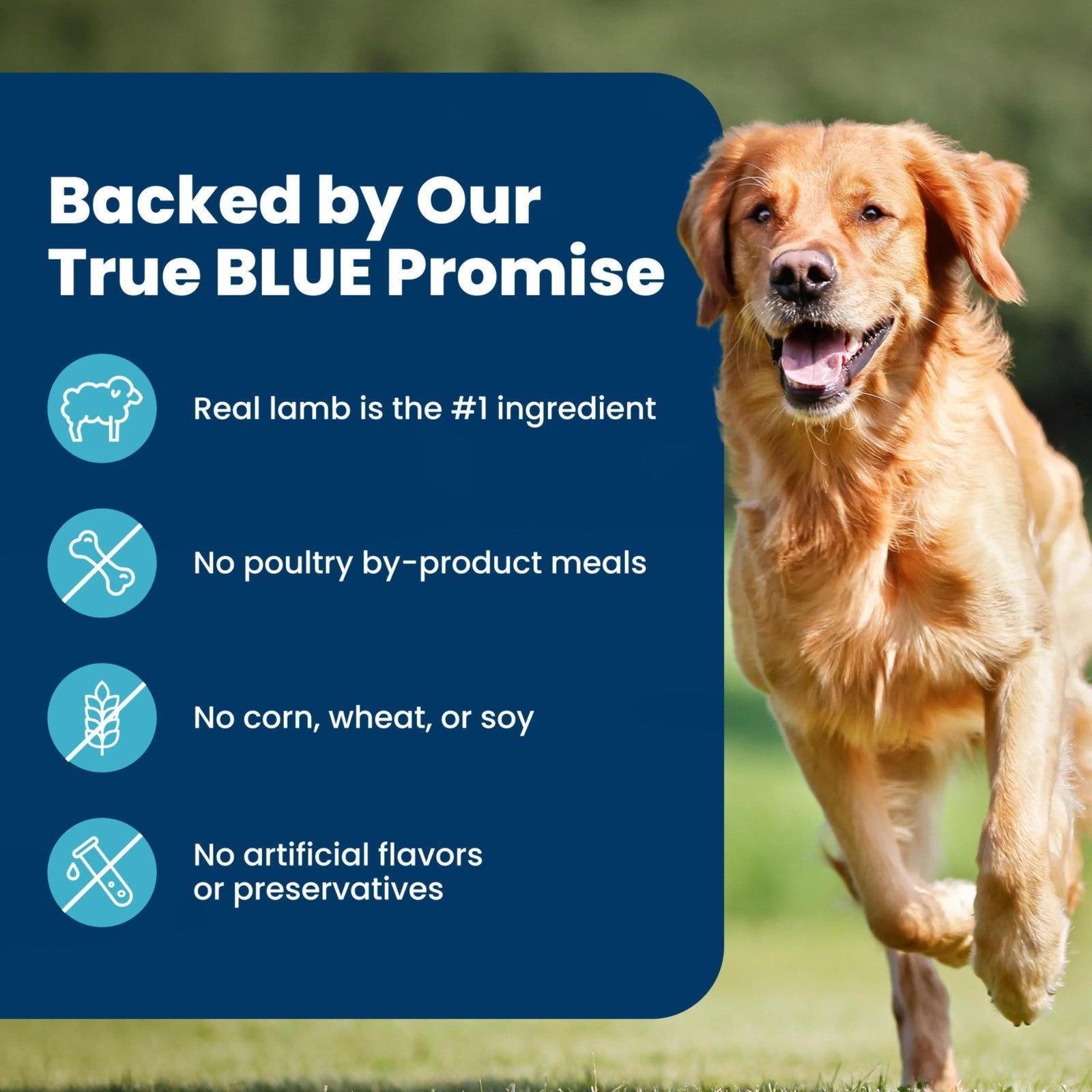 Premium Lamb Adult Dry Dog Food, 40 lb   Life Protection Formula, Grain Free, He5