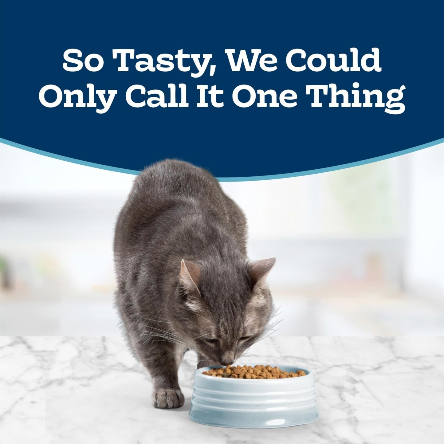 Sensitive Stomach Dry Cat Food, Chicken Flavor, 3 lb   Adult Formula, Grain Free2