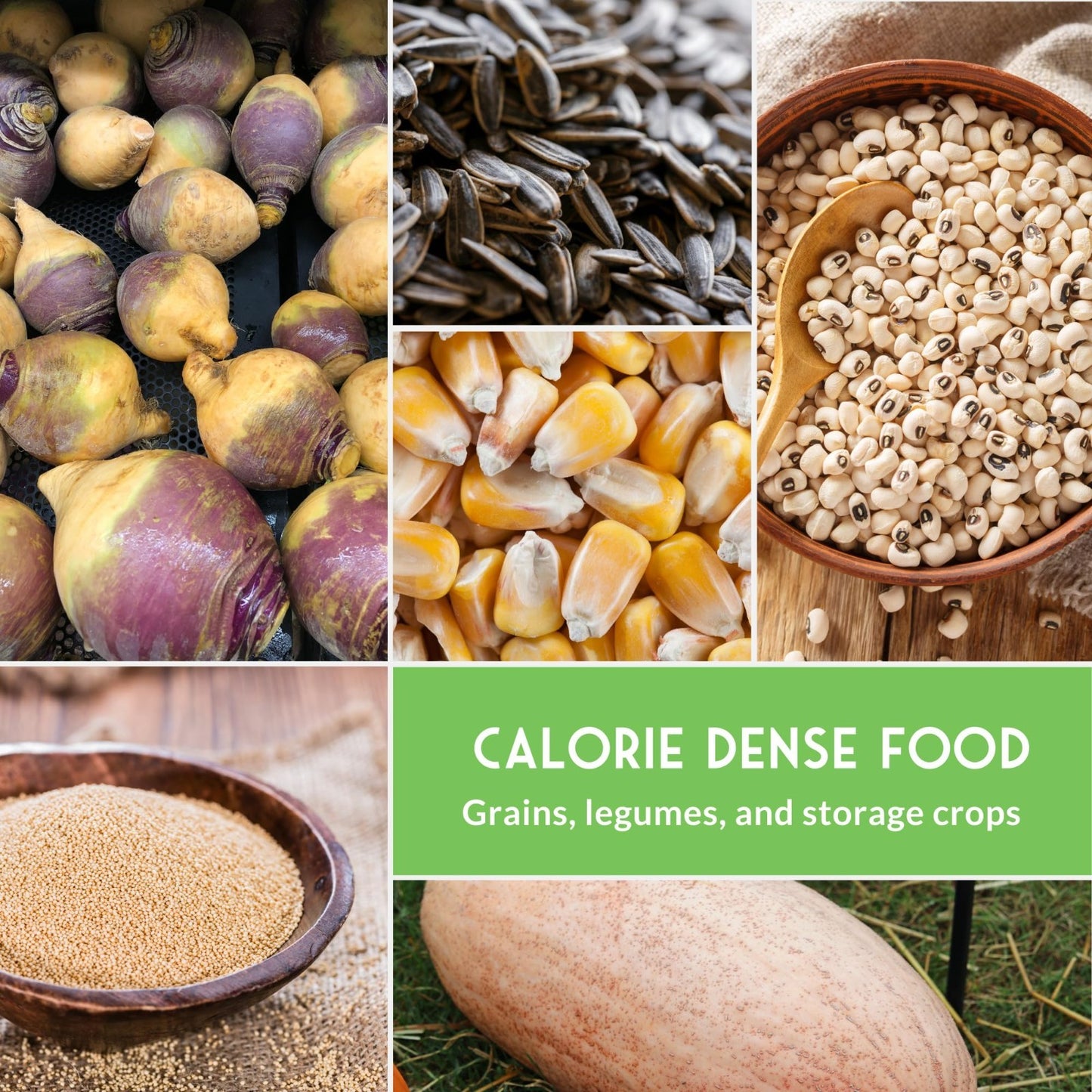 Heirloom Survival Garden Seeds Starter Pack - Protein, Grain, Root & Oilseed Cro5