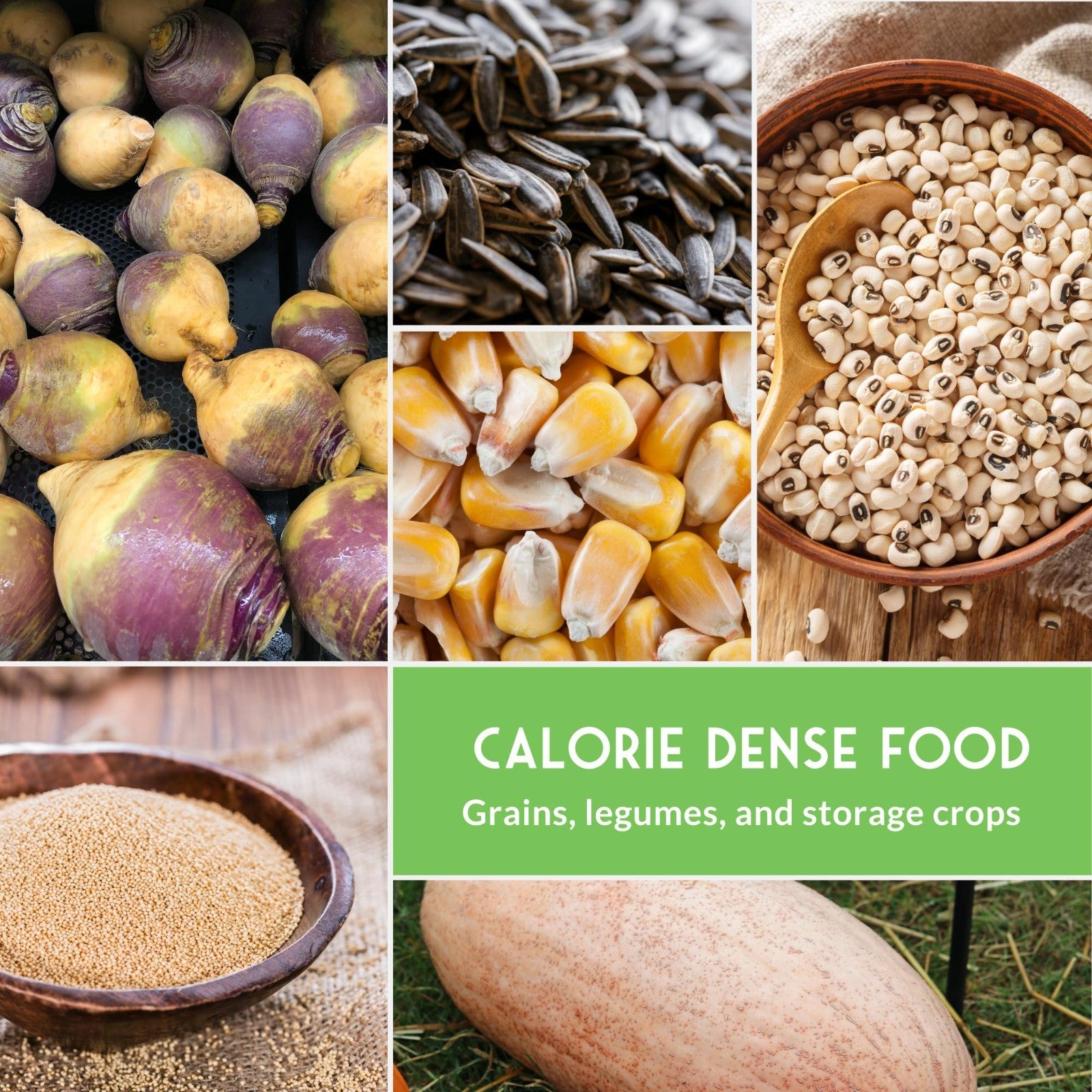 Heirloom Survival Garden Seeds Starter Pack - Protein, Grain, Root & Oilseed Cro5