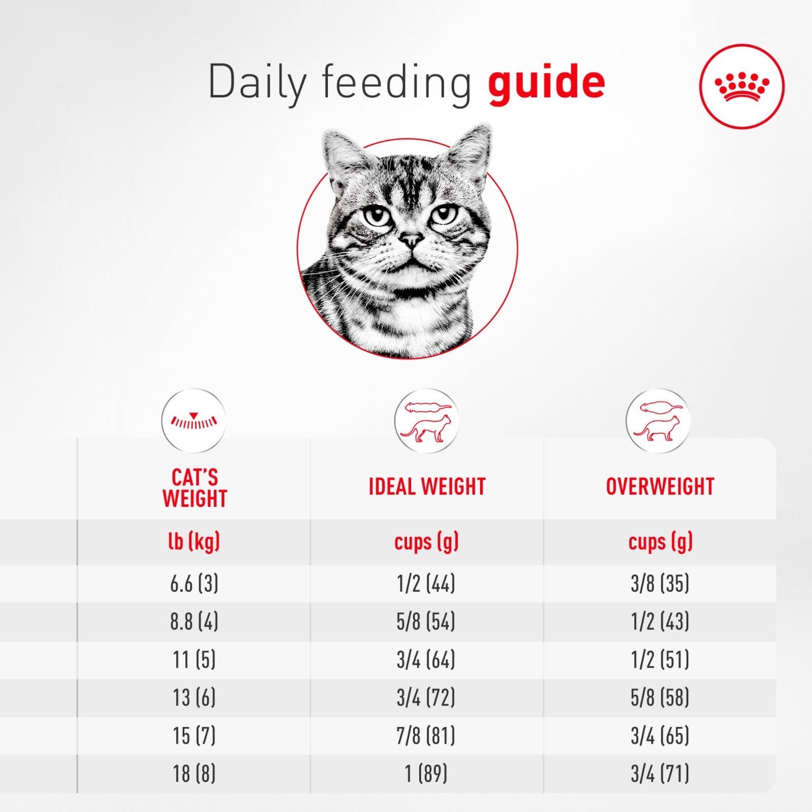 American Shorthair Adult Dry Cat Food, 5.5 lb - Premium Nutrition for Cats7