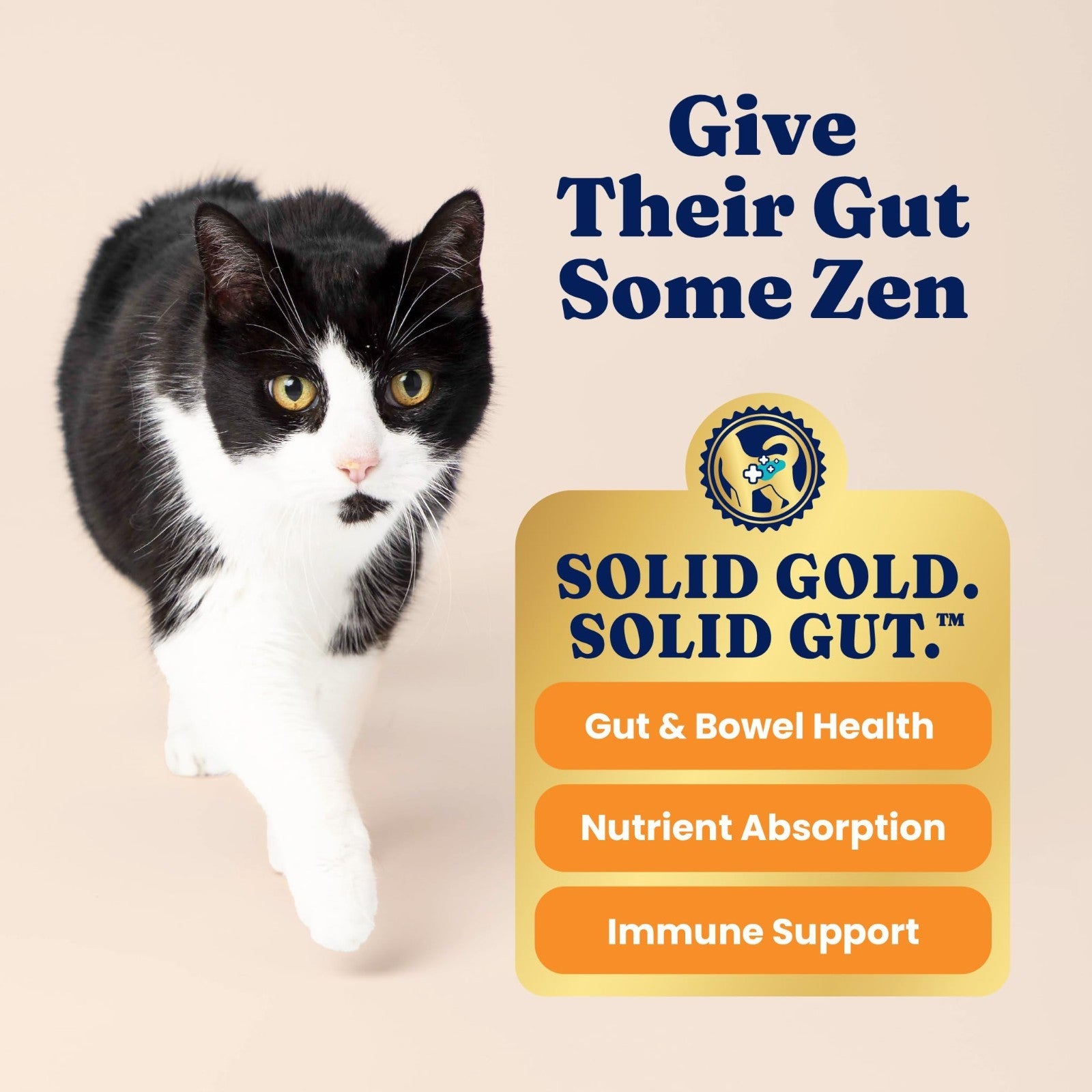 High Protein Chicken Dry Cat Food for Cats & Kittens, 6LB   Grain Free Nutrition5