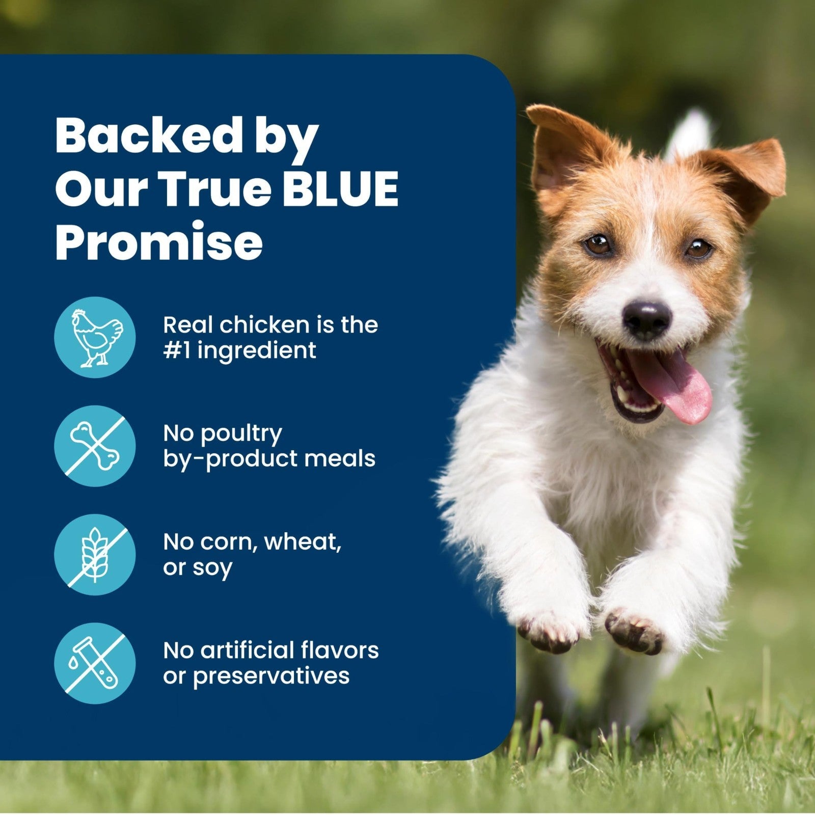 Premium Chicken Dry Dog Food for Small Breeds, 15lb   Life Protection Formula4