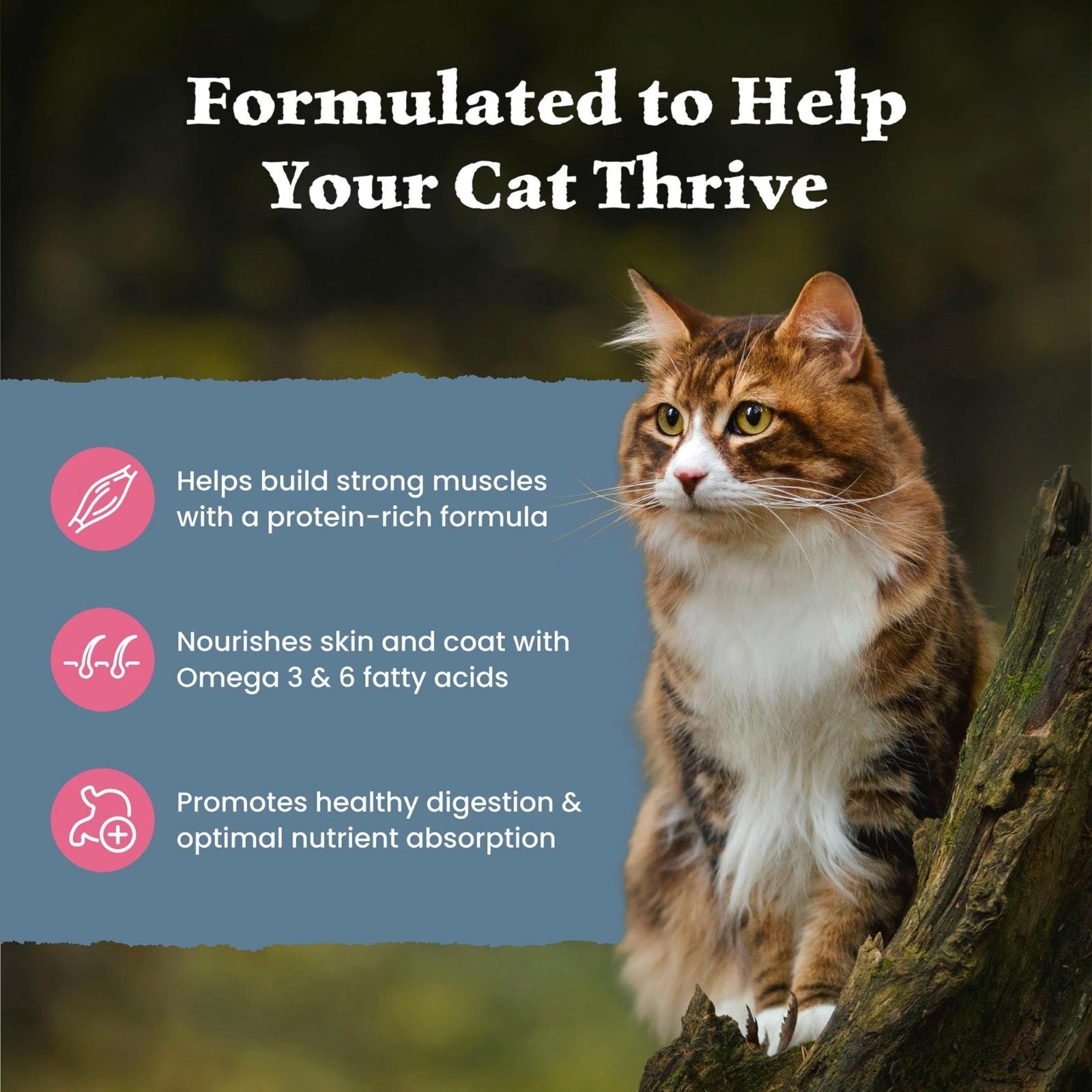 Grain Free Salmon Adult Dry Cat Food, High Protein, 15 lb   Natural & Healthy Di3
