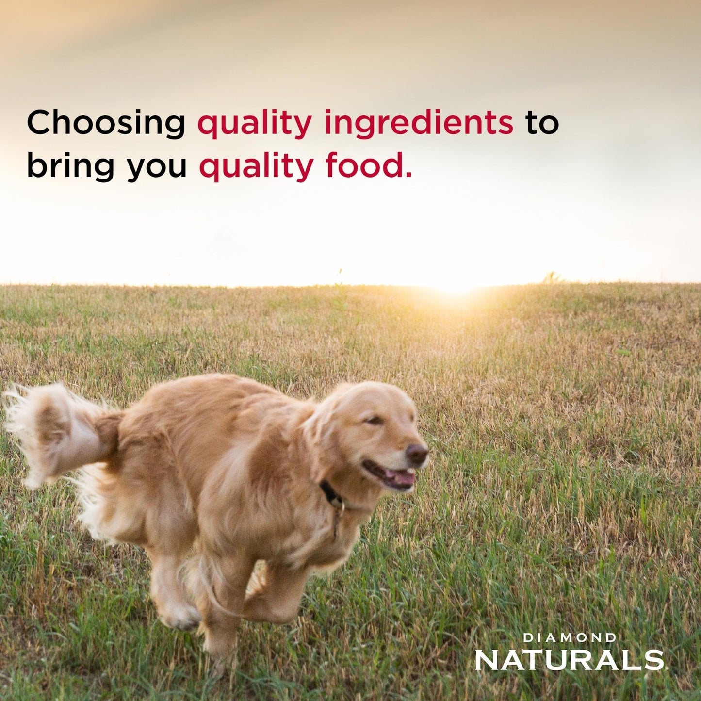 Premium Salmon Dry Dog Food for Puppies, Adults & Seniors   15lb Skin & Coat For4