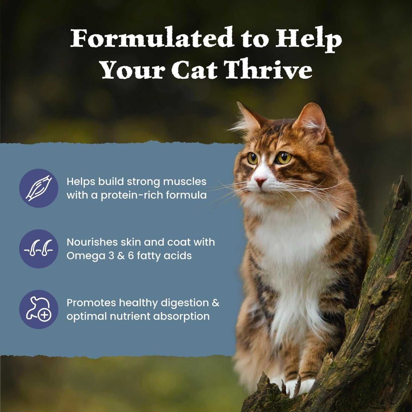 Grain Free Chicken Dry Cat Food for Adults, High Protein, 15 lb Bag3