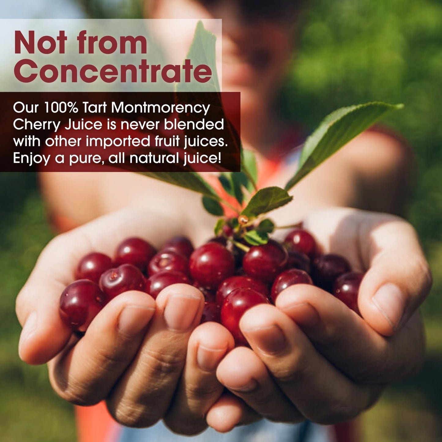 100% Natural Montmorency Tart Cherry Juice - 6 Pack, 64 oz Bottles, No Additives2