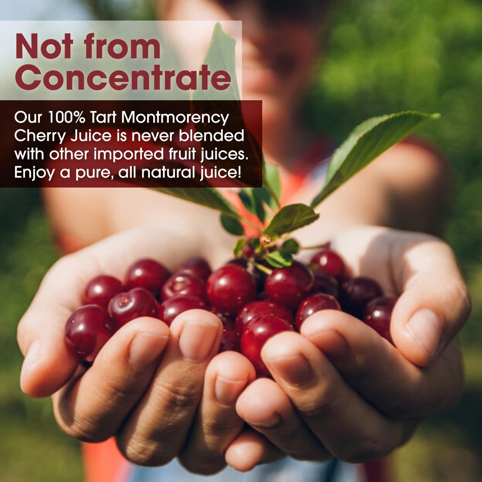 100% Natural Montmorency Tart Cherry Juice - 6 Pack, 64 oz Bottles, No Additives2